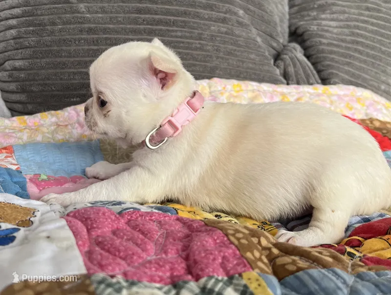 Taffy – Chihuahua puppy for sale in Shevlin, MN