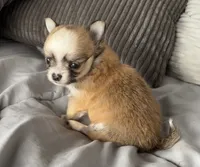 Tommy, a male Chihuahua for sale in Shevlin, MN – 2 of 10