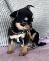 Black and tan girl #2, a female Chihuahua for sale in Shevlin, MN – 3 of 8