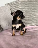Tammy, a female Chihuahua for sale in Shevlin, MN – 5 of 10