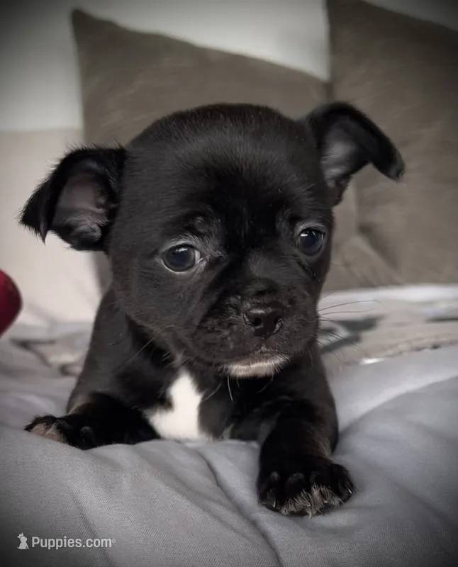 Cole – Chihuahua puppy for sale in Shevlin, MN
