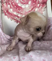 Pinkie, a female Chihuahua for sale in Shevlin, MN – 8 of 10