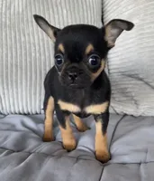 Black and tan girl #1, a female Chihuahua for sale in Shevlin, MN – 3 of 6