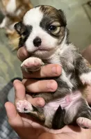 Ivy’s boy, a male Chihuahua for sale in Shevlin, MN – 5 of 10