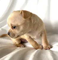 Willie, a male Chihuahua for sale in Shevlin, MN – 2 of 10