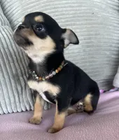 Black and tan girl #2, a female Chihuahua for sale in Shevlin, MN – 7 of 8