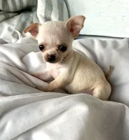 Tiny girl, a female Chihuahua for sale in Shevlin, MN – 8 of 10