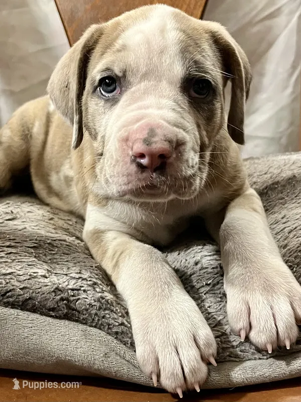 Female #2 – Cane Corso, Olde English Bulldogge puppy for sale in Shevlin, MN