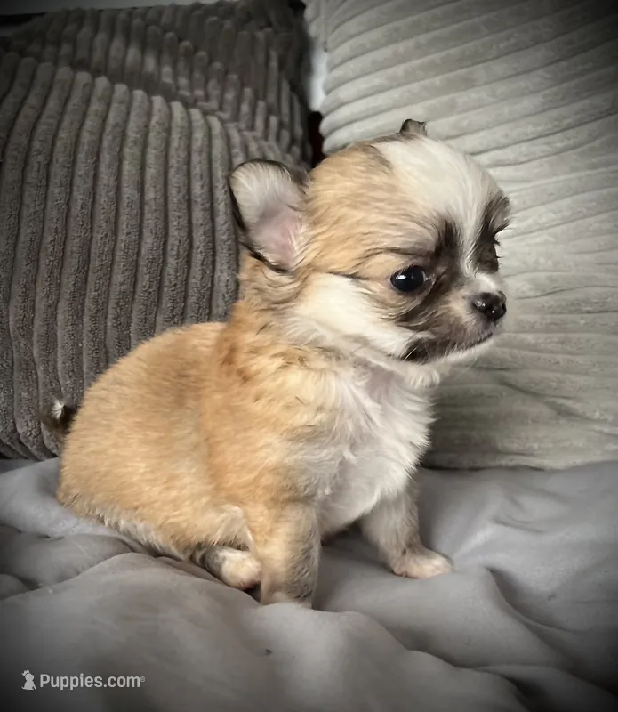 Tommy – Chihuahua puppy for sale in Shevlin, MN