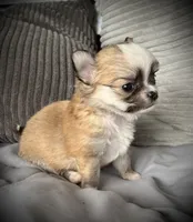 Tommy, a male Chihuahua for sale in Shevlin, MN – 1 of 10
