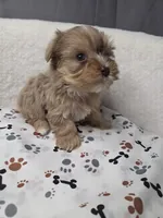 Merle chocolate #6, a male Yorkshire Terrier for sale in Republic, MO – 2 of 5