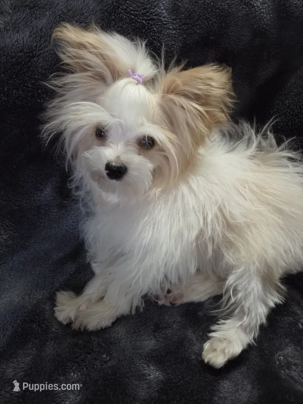 Gold dust – Yorkshire Terrier puppy for sale in Republic, MO