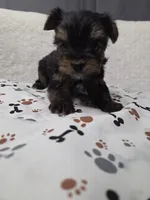 Traditional #4, a male Yorkshire Terrier for sale in Republic, MO – 2 of 3