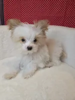 Gold dust, a female Yorkshire Terrier for sale in Republic, MO – 1 of 5