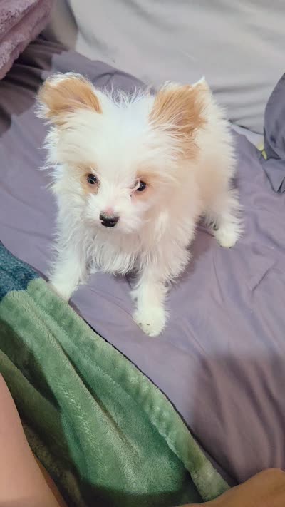 Gold dust, a female Yorkshire Terrier for sale in Republic, MO – 2 of 5
