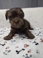 Chocolate #2, a male Yorkshire Terrier for sale in Republic, MO – 2 of 4