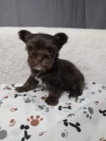 Chocolate Male #5, a male Yorkshire Terrier for sale in Republic, MO – 2 of 4