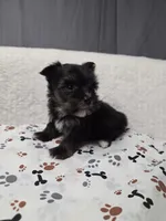 Traditional #3, a male Yorkshire Terrier for sale in Republic, MO – 2 of 4