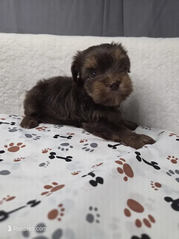 Chocolate #2 – Yorkshire Terrier puppy for sale in Republic, MO
