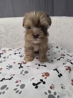 Merle chocolate #6, a male Yorkshire Terrier for sale in Republic, MO – 4 of 5