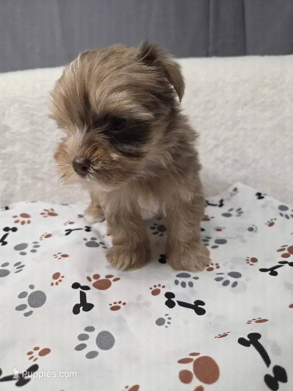 Merle chocolate #6 – Yorkshire Terrier puppy for sale in Republic, MO