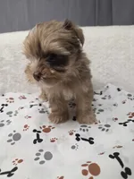 Merle chocolate #6, a male Yorkshire Terrier for sale in Republic, MO – 1 of 5