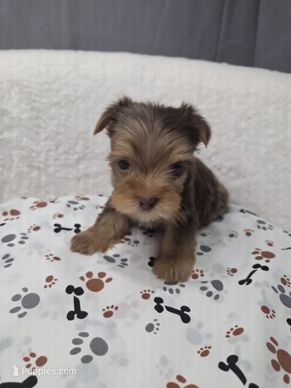 Merle Chocolate #1 – Yorkshire Terrier puppy for sale in Republic, MO