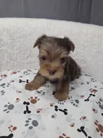 Merle Chocolate #1, a female Yorkshire Terrier for sale in Republic, MO – 1 of 4