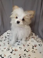 Gold dust, a female Yorkshire Terrier for sale in Republic, MO – 4 of 5