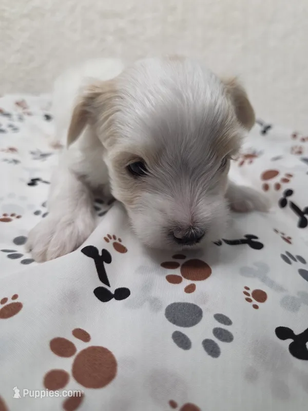 Gold Dust – Yorkshire Terrier puppy for sale in Republic, MO