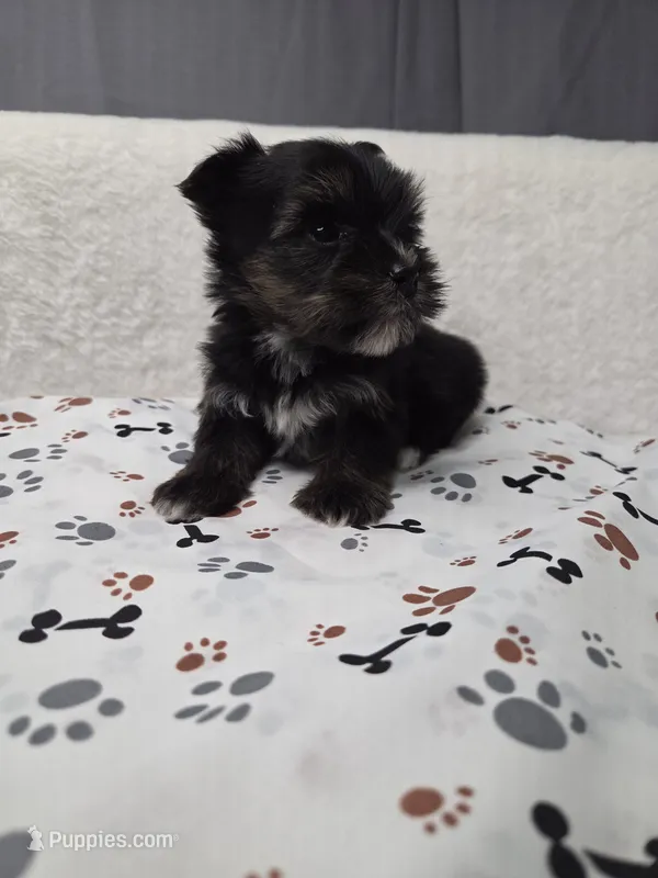 Traditional #3 – Yorkshire Terrier puppy for sale in Republic, MO