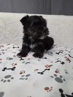Traditional #3, a male Yorkshire Terrier for sale in Republic, MO – 1 of 4