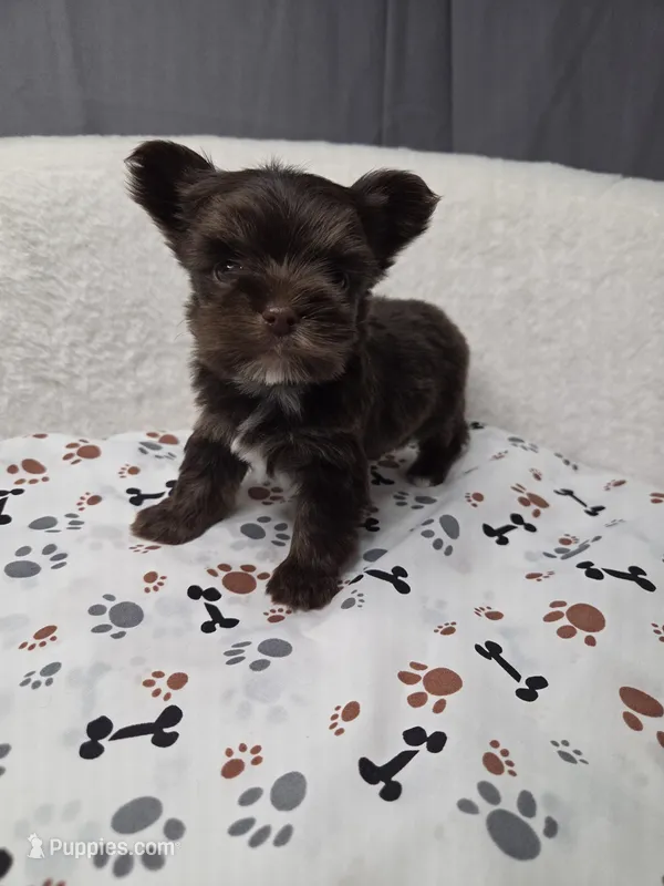 Chocolate Male #5 – Yorkshire Terrier puppy for sale in Republic, MO