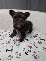 Chocolate Male #5, a male Yorkshire Terrier for sale in Republic, MO – 1 of 4
