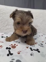 Merle Chocolate #1, a female Yorkshire Terrier for sale in Republic, MO – 3 of 4