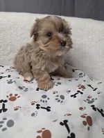 Merle chocolate #6, a male Yorkshire Terrier for sale in Republic, MO – 3 of 5