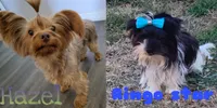 Chocolate Male #5, a male Yorkshire Terrier for sale in Republic, MO – 4 of 4
