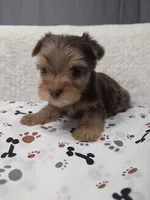 Merle Chocolate #1, a female Yorkshire Terrier for sale in Republic, MO – 2 of 4