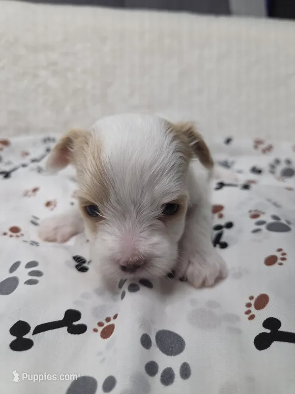 Gold Dust – Yorkshire Terrier puppy for sale in Republic, MO
