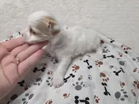 Gold Dust, a female Yorkshire Terrier for sale in Republic, MO – 3 of 5
