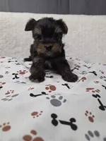 Traditional #4, a male Yorkshire Terrier for sale in Republic, MO – 1 of 3