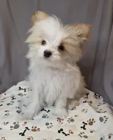 Gold dust, a female Yorkshire Terrier for sale in Republic, MO – 5 of 5