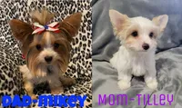 Gold Dust, a male Yorkshire Terrier for sale in Republic, MO – 5 of 5