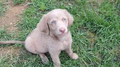 Sandy, Long Hair, a female Weimaraner for sale in Blue Ridge, VA – 5 of 8