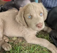 Sky, a female Weimaraner for sale in Blue Ridge, VA – 2 of 2