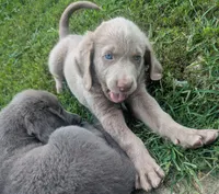 Sandy, Long Hair, a female Weimaraner for sale in Blue Ridge, VA – 7 of 8