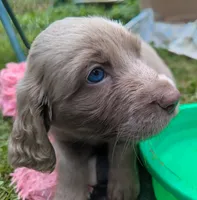 Heaven, a female Weimaraner for sale in Blue Ridge, VA – 4 of 8