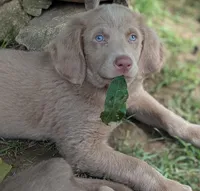 Ocean, Long Hair, a female Weimaraner for sale in Blue Ridge, VA – 6 of 10