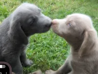 Salty, Long Hair, a male Weimaraner for sale in Blue Ridge, VA – 7 of 8