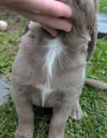 Heaven, a female Weimaraner for sale in Blue Ridge, VA – 3 of 8